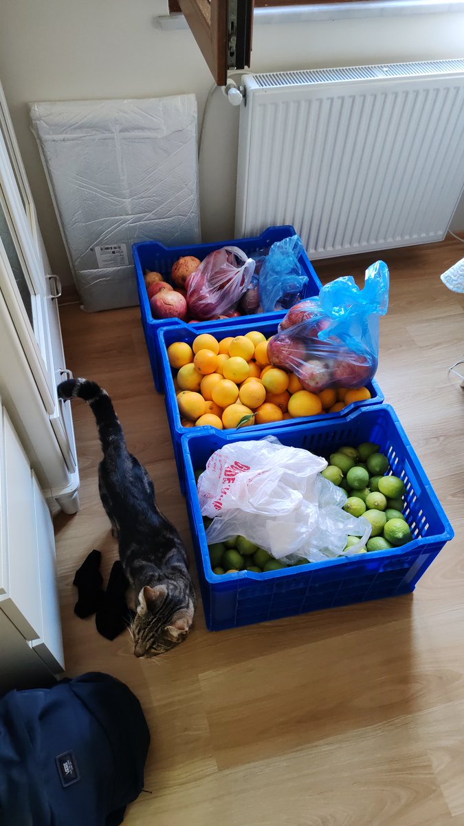 Tolunay Karakelle | Fit Businessman tweet media