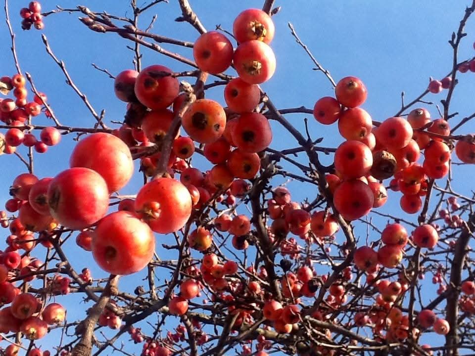 Il momento migliore per piantare un albero è vent’anni fa. Il secondo momento migliore, è adesso.
#confucio #BuonAnno2026