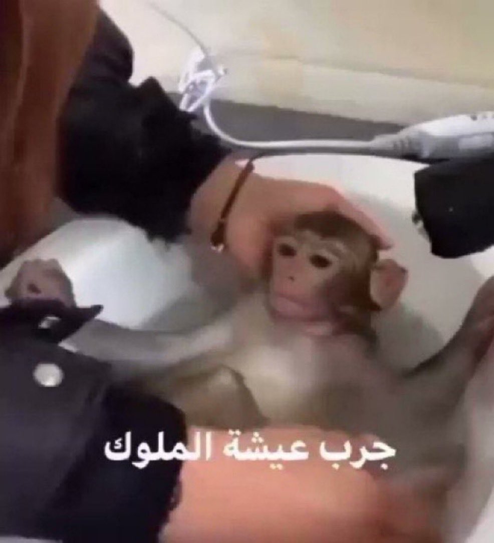 الاهلاويه صارو يقولون زينا 
الاسيويه صعبه قوية