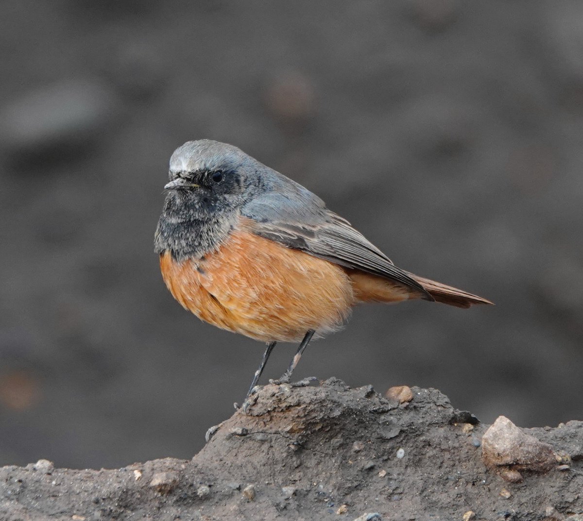 Long Nab Birder tweet media