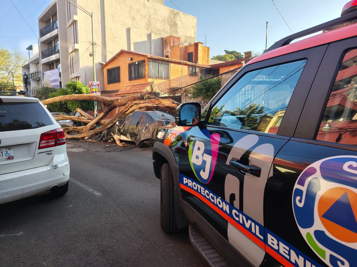 Gracias Alcalde <a href="/LuisMendozaBJ/">Luis Mendoza Acevedo</a> por la atención inmediata a la caída del árbol por el sismo percibido el día de hoy. #OrgulloBJ #Sismo2026