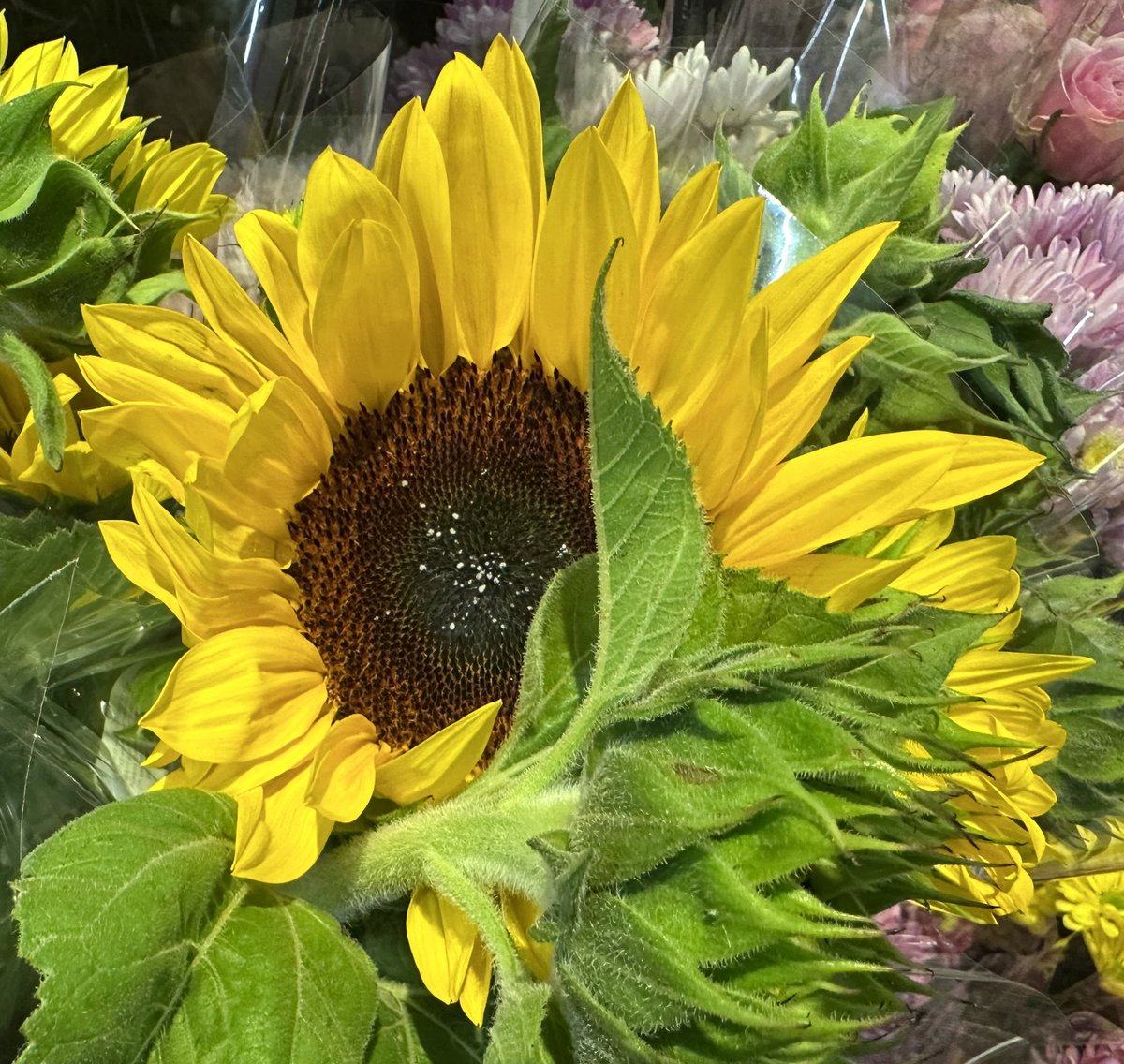 RadugaTourism's tweet image. Brisbane Australia