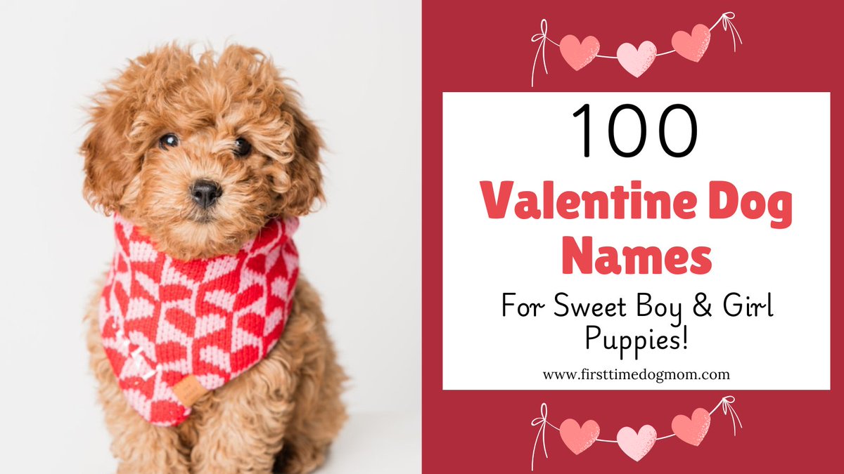 JennyHennig8's tweet image. Looking for the perfect name for your new puppy this Valentine’s Day? 💕
This list of 100 Valentine dog names includes sweet, romantic, and unique ideas for boy and girl puppies.
firsttimedogmom.com/valentine-dog-…
#ValentineDogNames #DogNames #NewPuppy #PuppyNames