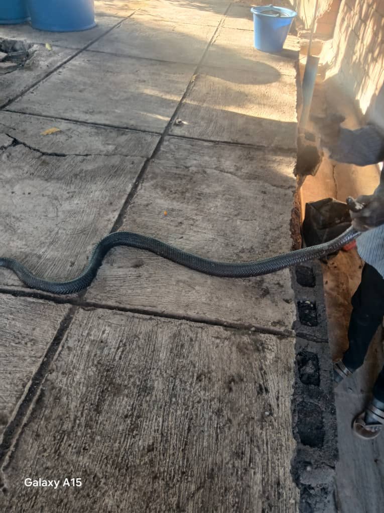 Daniel Bwahala tweet media