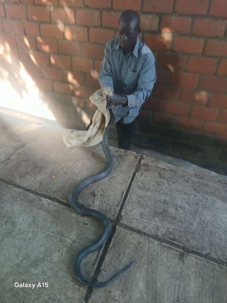 Daniel Bwahala tweet media