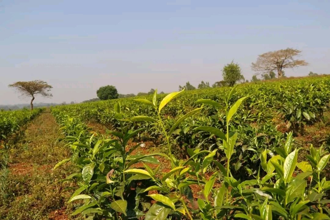 fanatelevision's tweet image. PM Abiy Ahmed says tea development initiative poised to boost exports and domestic supply
#Ethiopia #GreenLegacy 
fanamc.com/english/pm-abi…