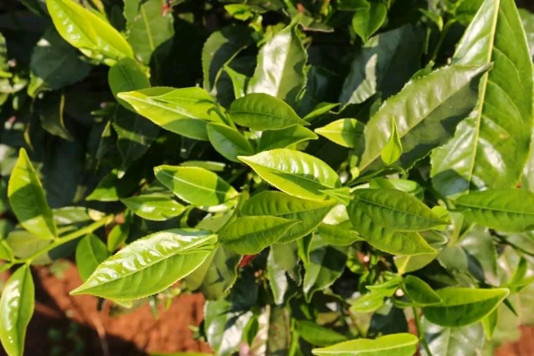 fanatelevision's tweet image. PM Abiy Ahmed says tea development initiative poised to boost exports and domestic supply
#Ethiopia #GreenLegacy 
fanamc.com/english/pm-abi…