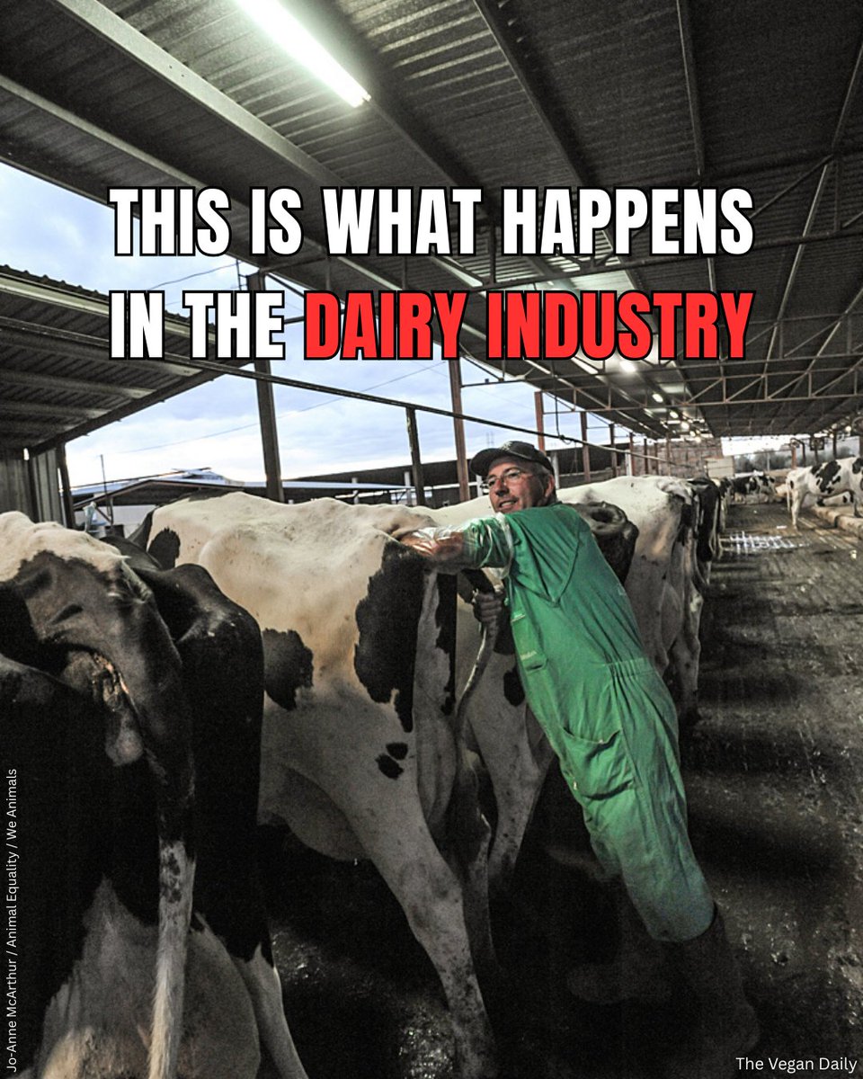 The_Vegan_Daily's tweet image. Cows don't produce milk because they are #cows, they produce it because they are mothers. 🐮

Every year in the #dairy industry, cows are forcibly impregnated so they start producing #milk. 💔

If this was done to a human, what would we call it?