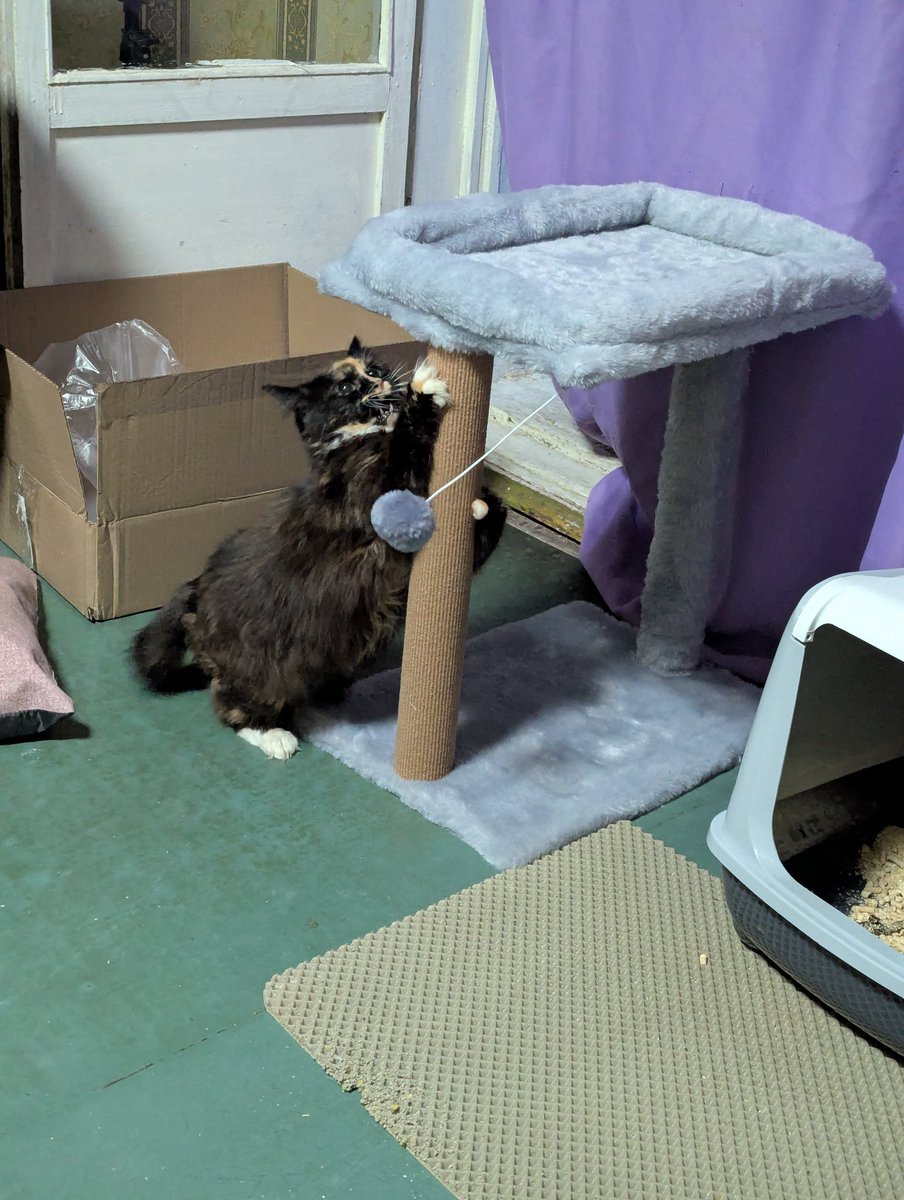 Хихикаю с котьки, вы тоже похихикайте 🤭