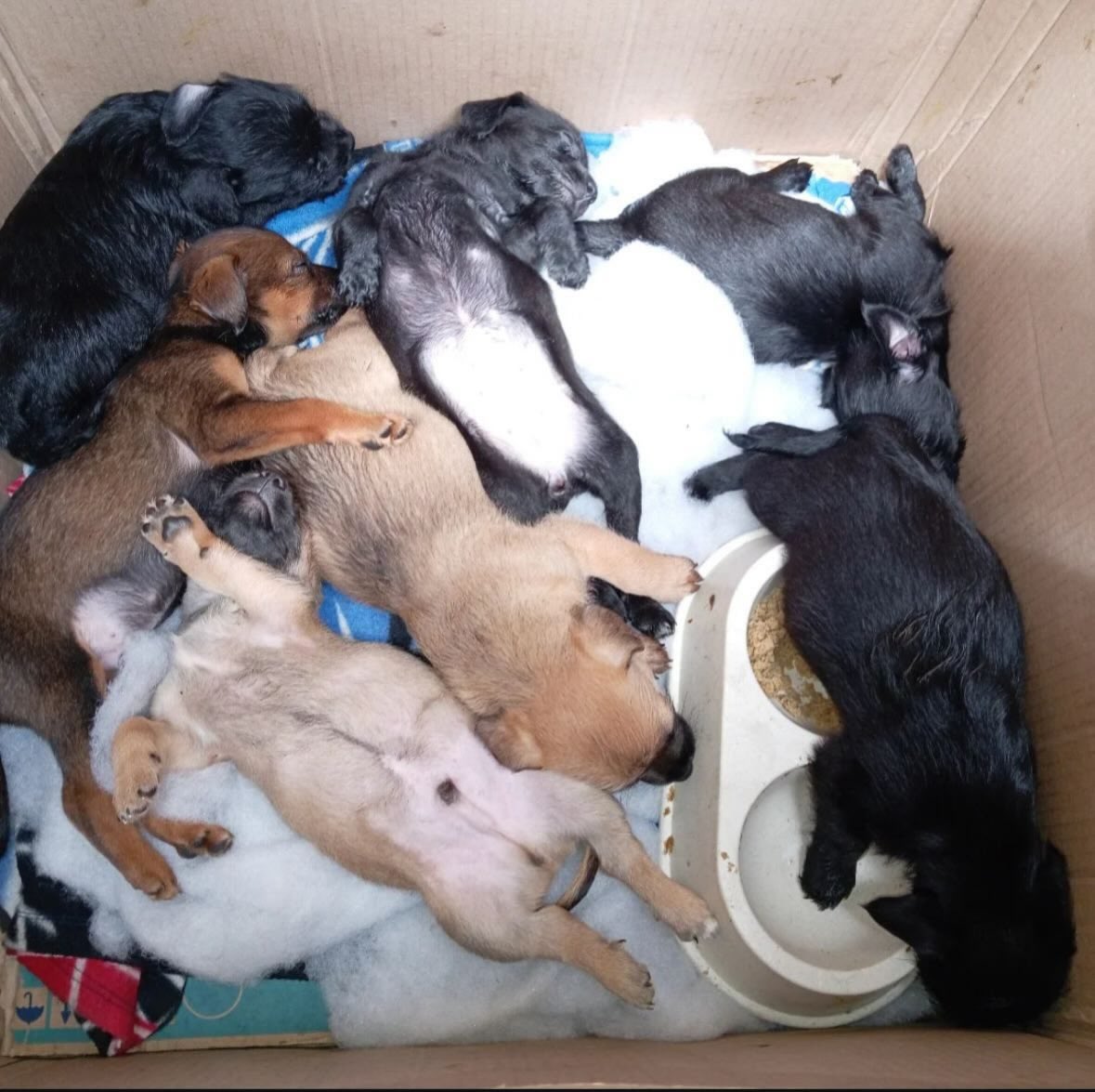 ✨ Iniciamos el 2026 compartiendo nuevas esperanzas ✨

Estas pequeñas vidas, de aproximadamente 2 meses, apenas están comenzando su historia.
💖

🐾 5 machos y 2 hembras
🐶 Mamá schnauzer 
📞 Contacto:
301 750 1999 – 313 256 6812