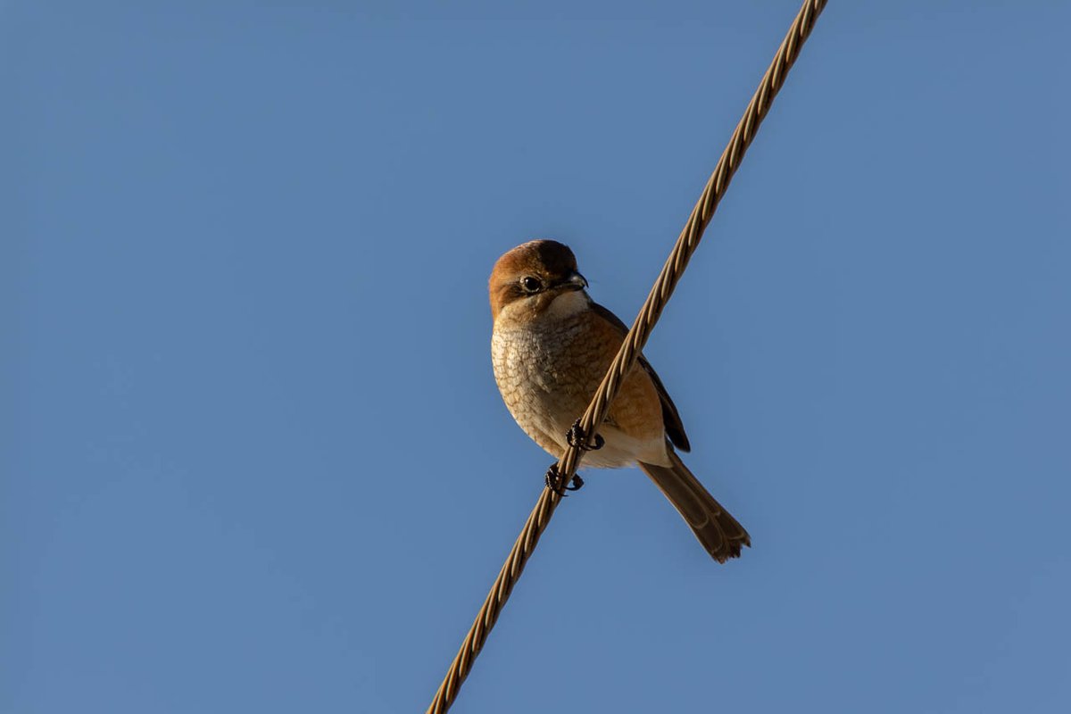 bob_k7777's tweet photo. 今日(1/3日)の野鳥写真(1つめ)は地元京都のいつもの川で撮った「モズ(♂)」
(2025/11/30撮影)
#野鳥写真 #京都 #いつもの川 #モズ
#EOSR5 #RF100-400mmF5.6-8IS+1.4x
#Lightroom
詳細はブログ( https://t.co/GqnLvRtM41 )にて https://t.co/YVMOm1eKhU