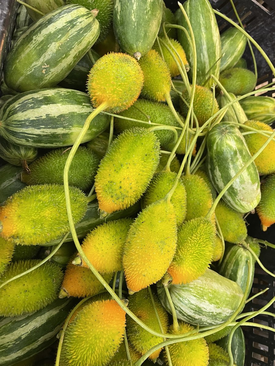 First time tengok. Siapa pernah makan, macam mana makan dia?