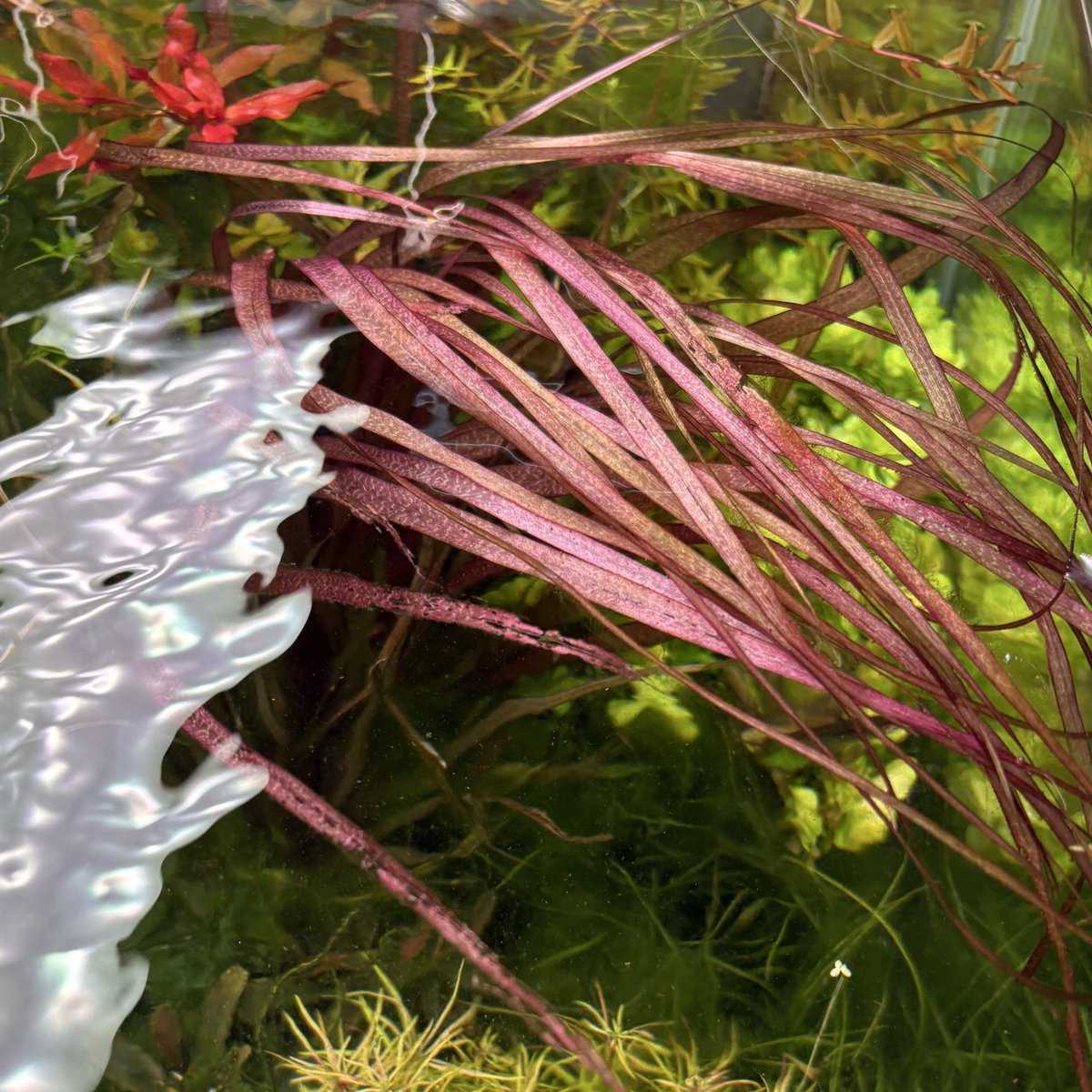 エキノドルス cf.ウルグアイエンシス（ホレマニー） AZ1110-26RS