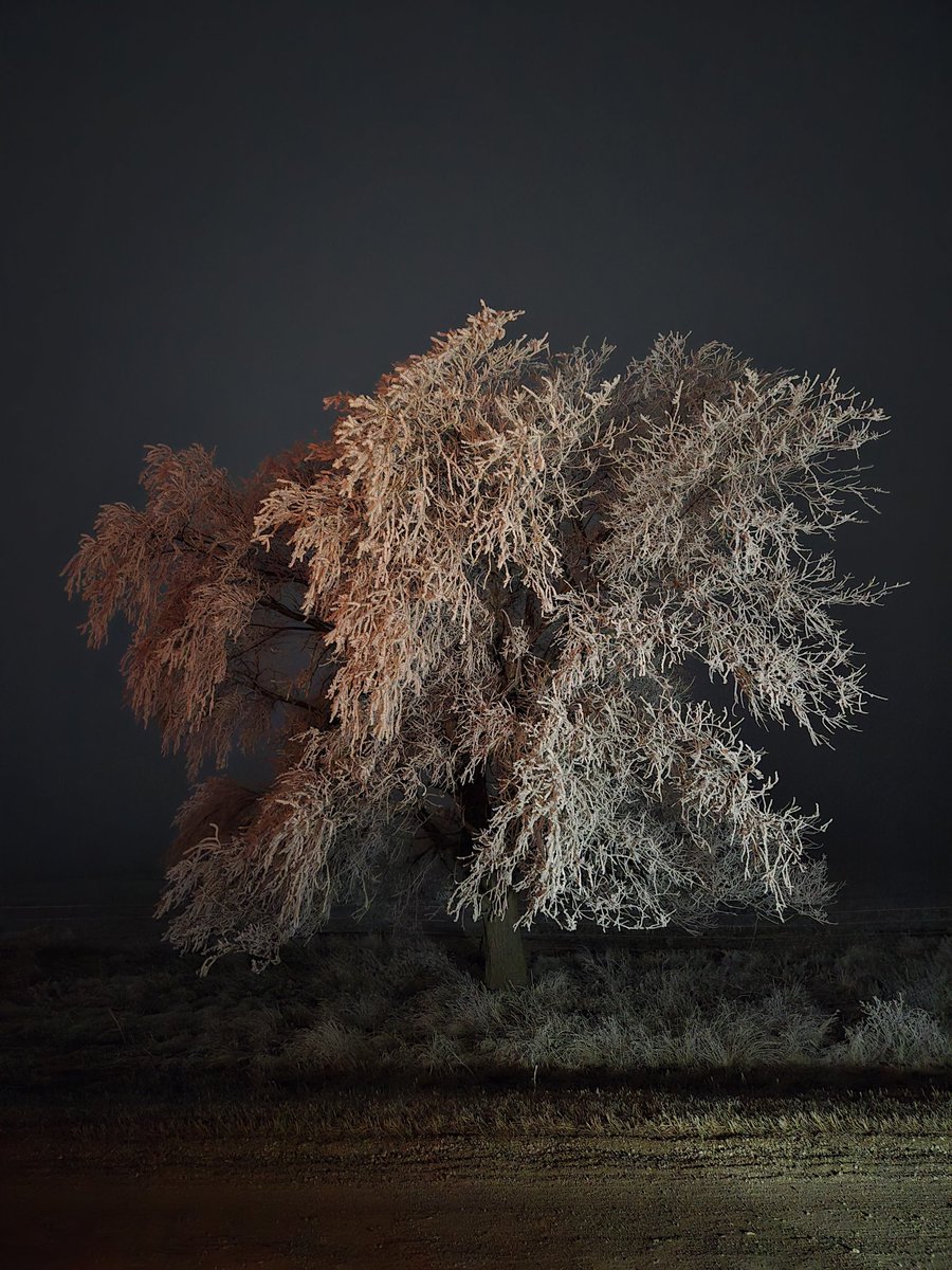 LysolDave's tweet image. No wind and freezing fog