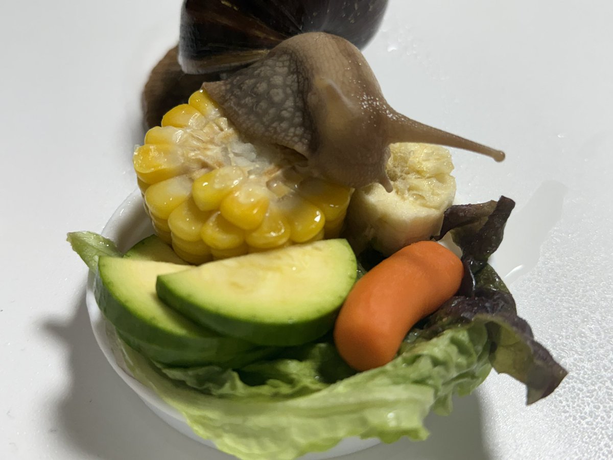 🐌아카이빙 tweet media