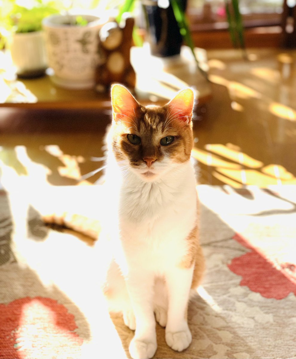 明けまして　おめでとうございます🎍

Happy New Year 🎇

새해 복 많이 받으세요🇰🇷

新年快樂🧧

Bonne année 🍾