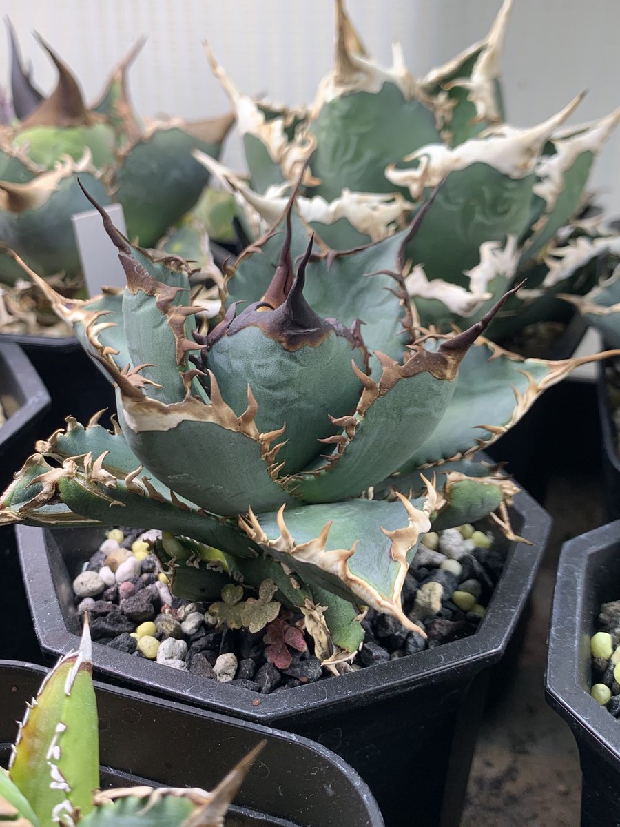 【goodtaniku】ハイブリッド　GT甲蟹 活着　グッド鉢発送 fit=cover,w=600,h=360