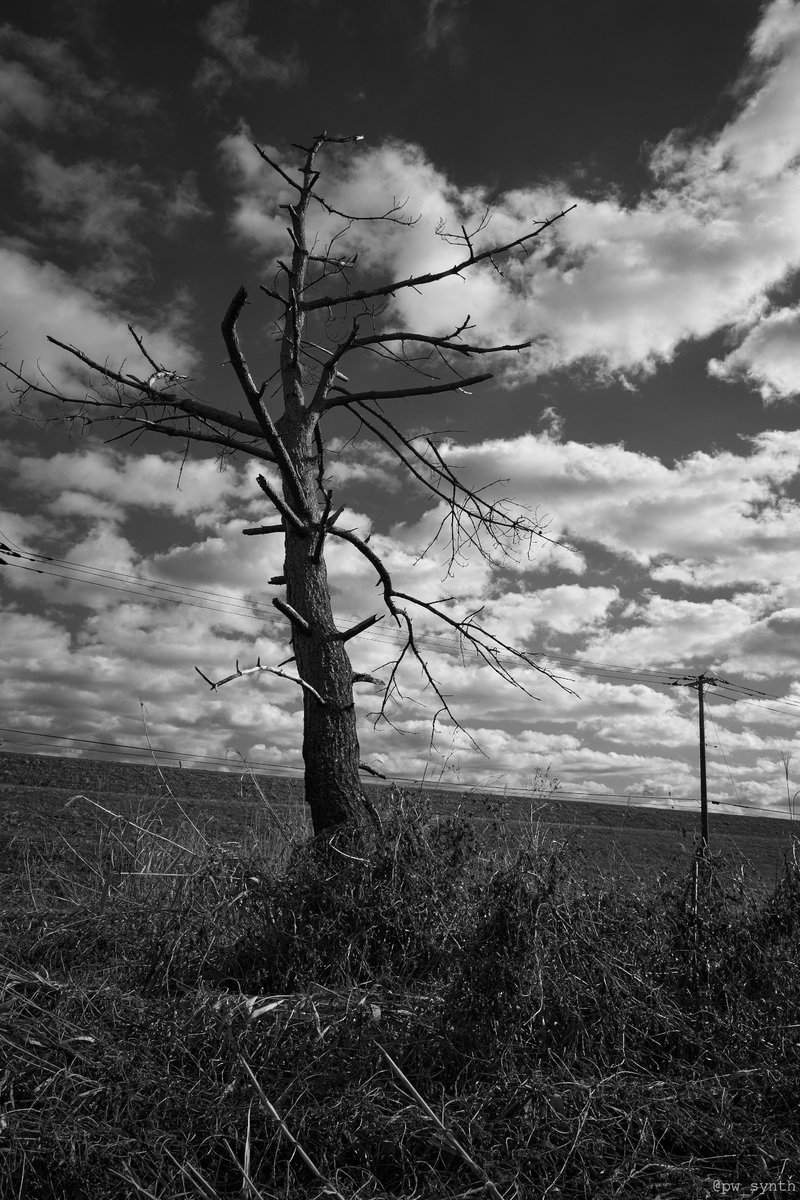 pw_synth's tweet image. 冬枯れ  
#snap #SILKYPIX #monochrome
#RICOHGR #GR #GRIII #GR3
縦構図