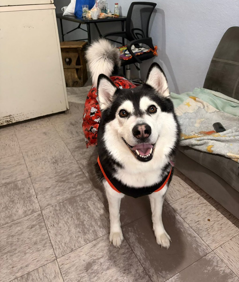 Quieren mandar a esta husky de 4 años a la perrera mañana. Ahí los matan 💔

Está en el Estado de México. Rescatalandia coordina y paga el traslado. Si tú puedes salvarla por favor manda WhatsApp a Amelia al +52 55 1789 5825