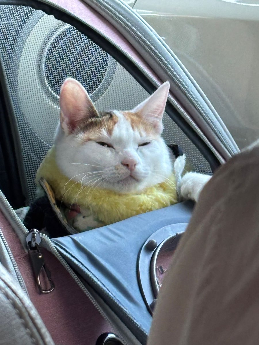 Post by ほたてちゃん on X: かわちいいいいい