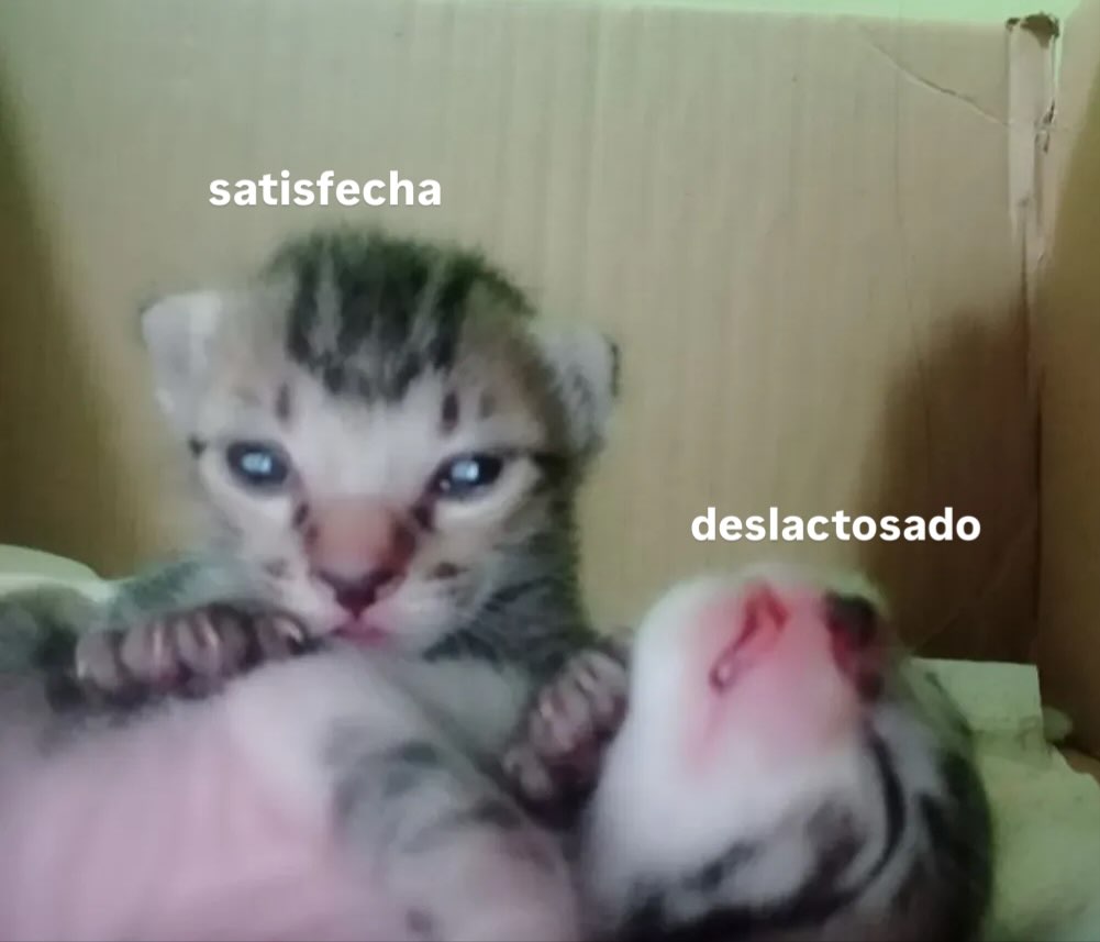 Alejo tweet media