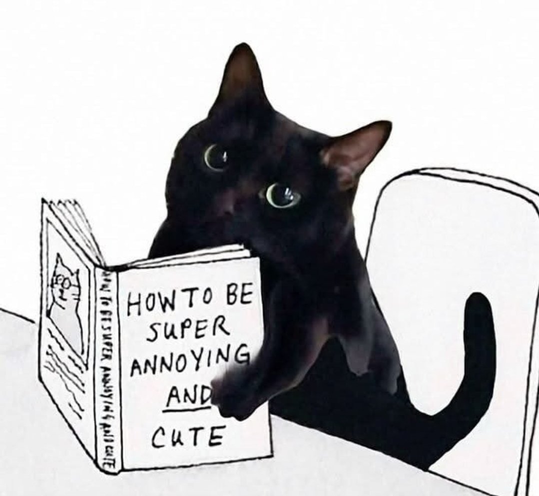 Catsillyness's tweet image. 