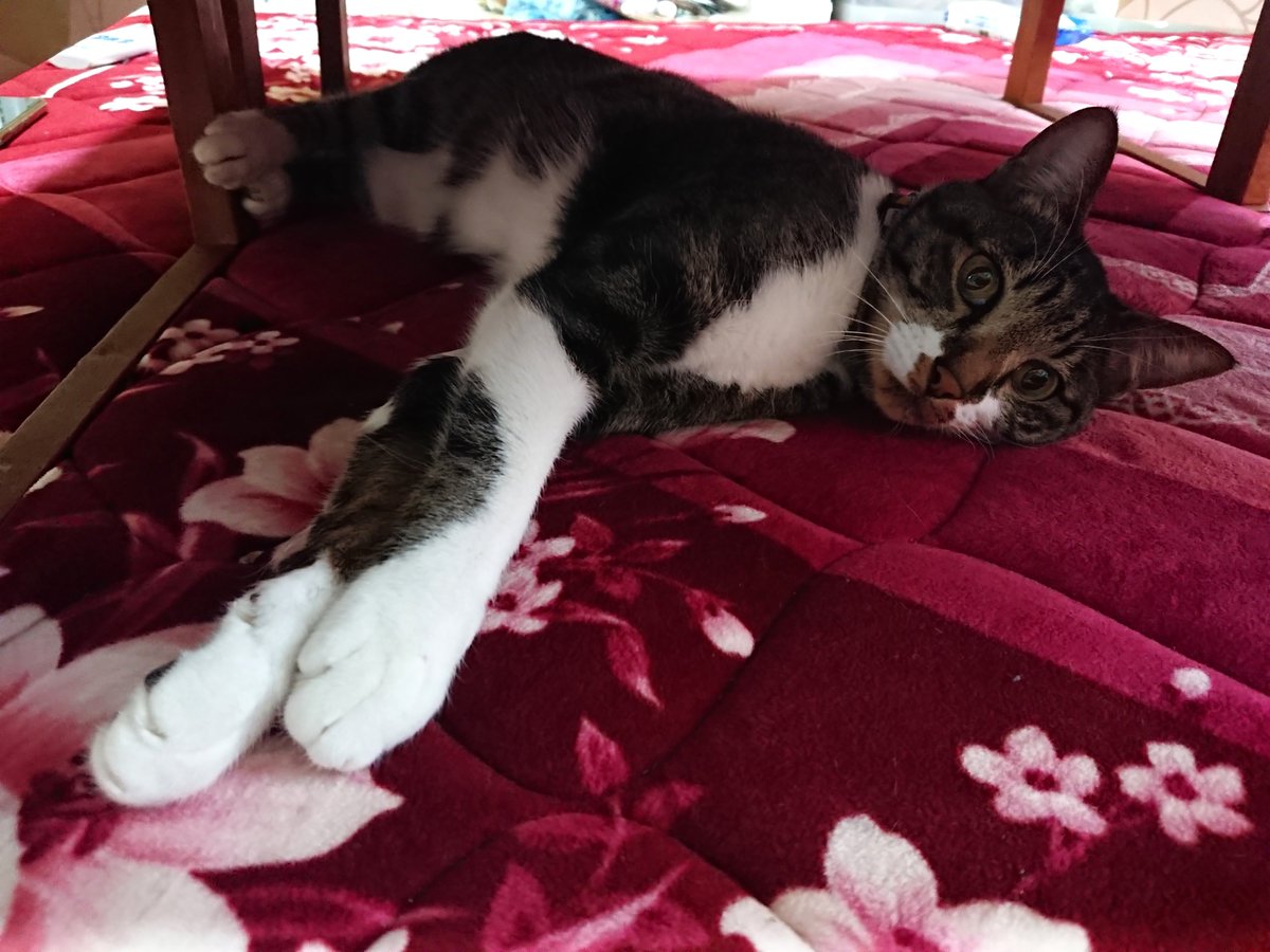 kitty様❾❺ 今日も元気に13:00～open🐱