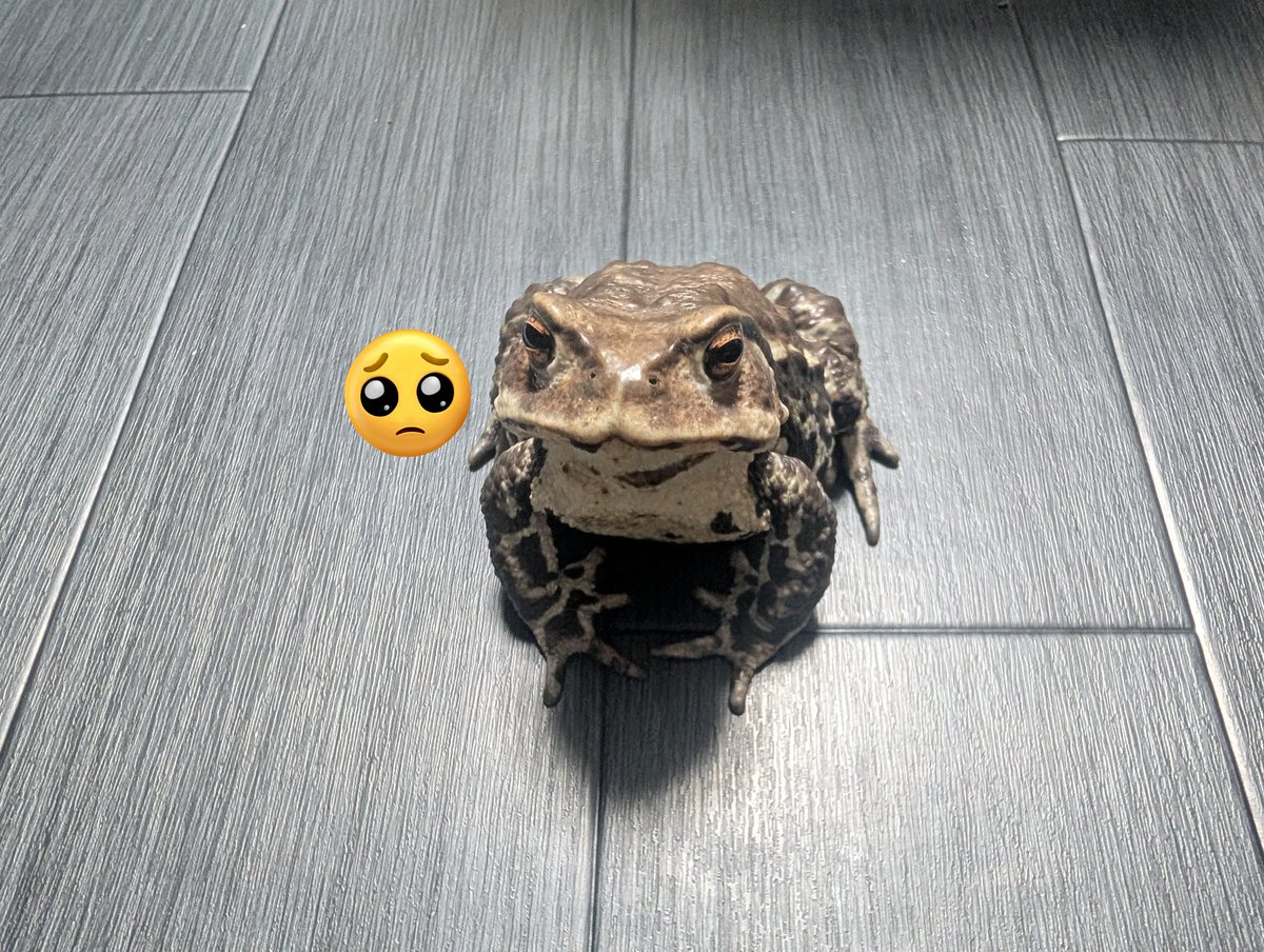 TLmOF310 今年もよろしくお願いします!!これからもカエルちゃん愛で