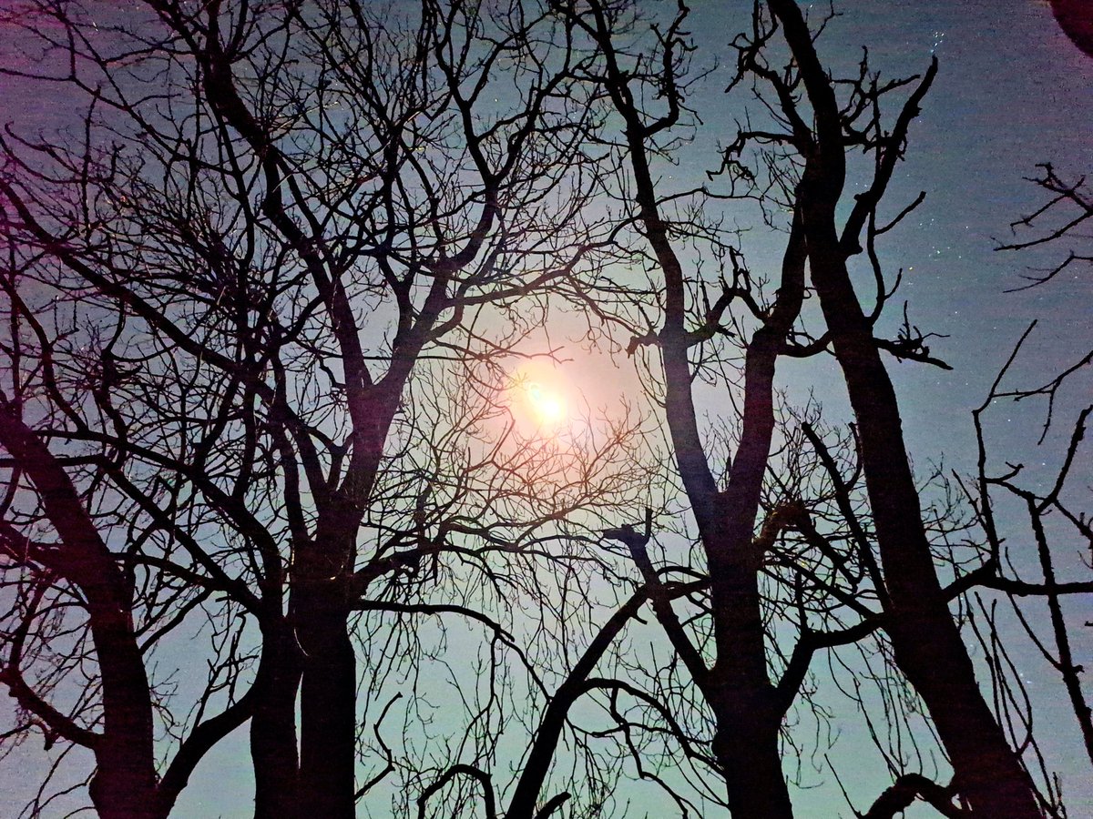 #TreeClub #AfterDark #FullMoon #WolfMoon