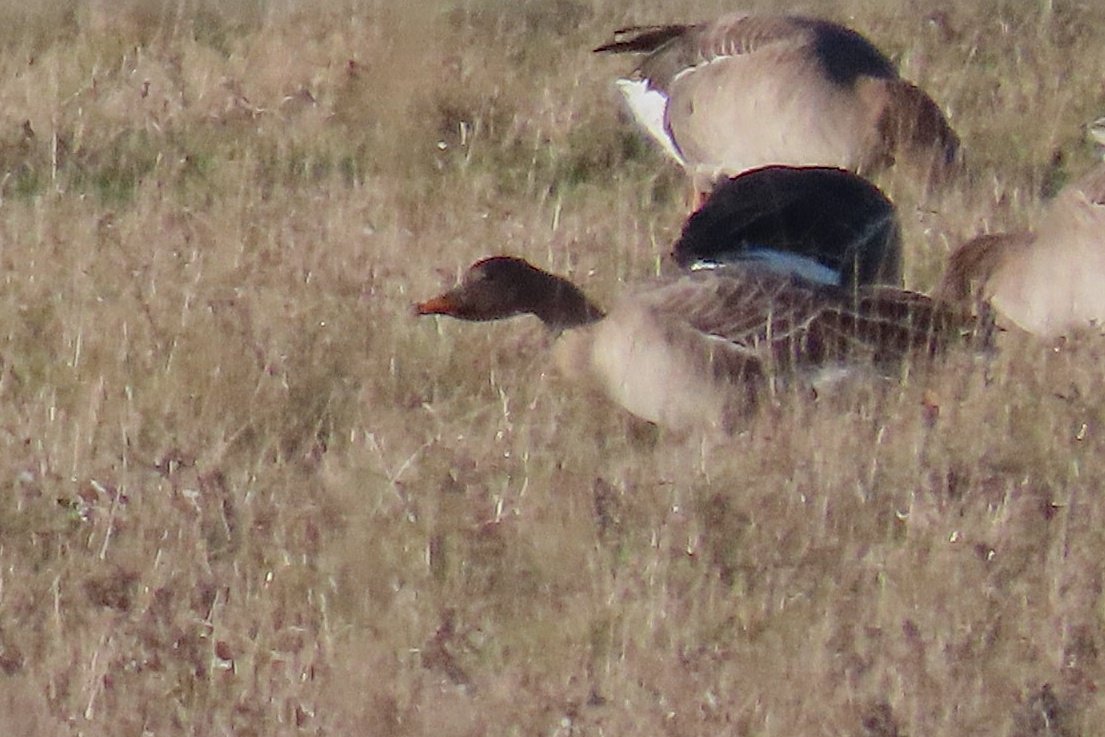 Noah Bailey tweet media