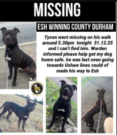 URGENT 🚨 TYSON  IS  INJURED

3RD  DAY  MISSING  -  COUNTY  DURHAM   
He was shot and kicked by the farmer 

PLEASE  LOOK-OUT  FOR  HIM.  CHECK  PLACES  HE COULD BE SHELTERING IN  AND  CHECK  DOOR CAM  FOOTAGE  FOR  POSSIBLE  SIGHTINGS.
Contact: facebook.com/share/p/17cDmd…