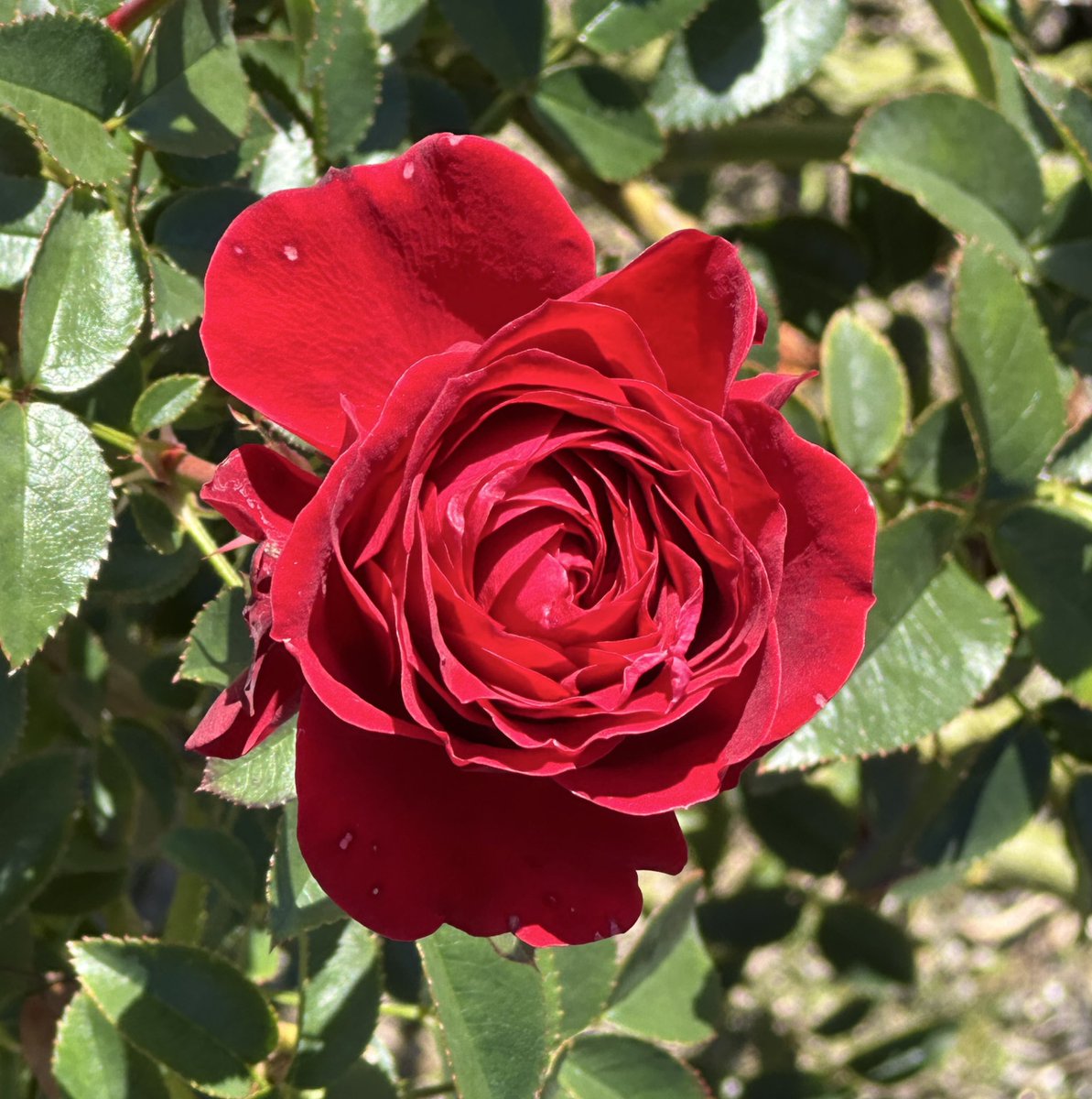 ୨୧˙˳⋆薔薇紅୨୧˙˳⋆ ୨୧ バラ🌹 📍Okayama Japan / 2022.01 赤い薔薇🌹 #バラ#ばら#薔薇