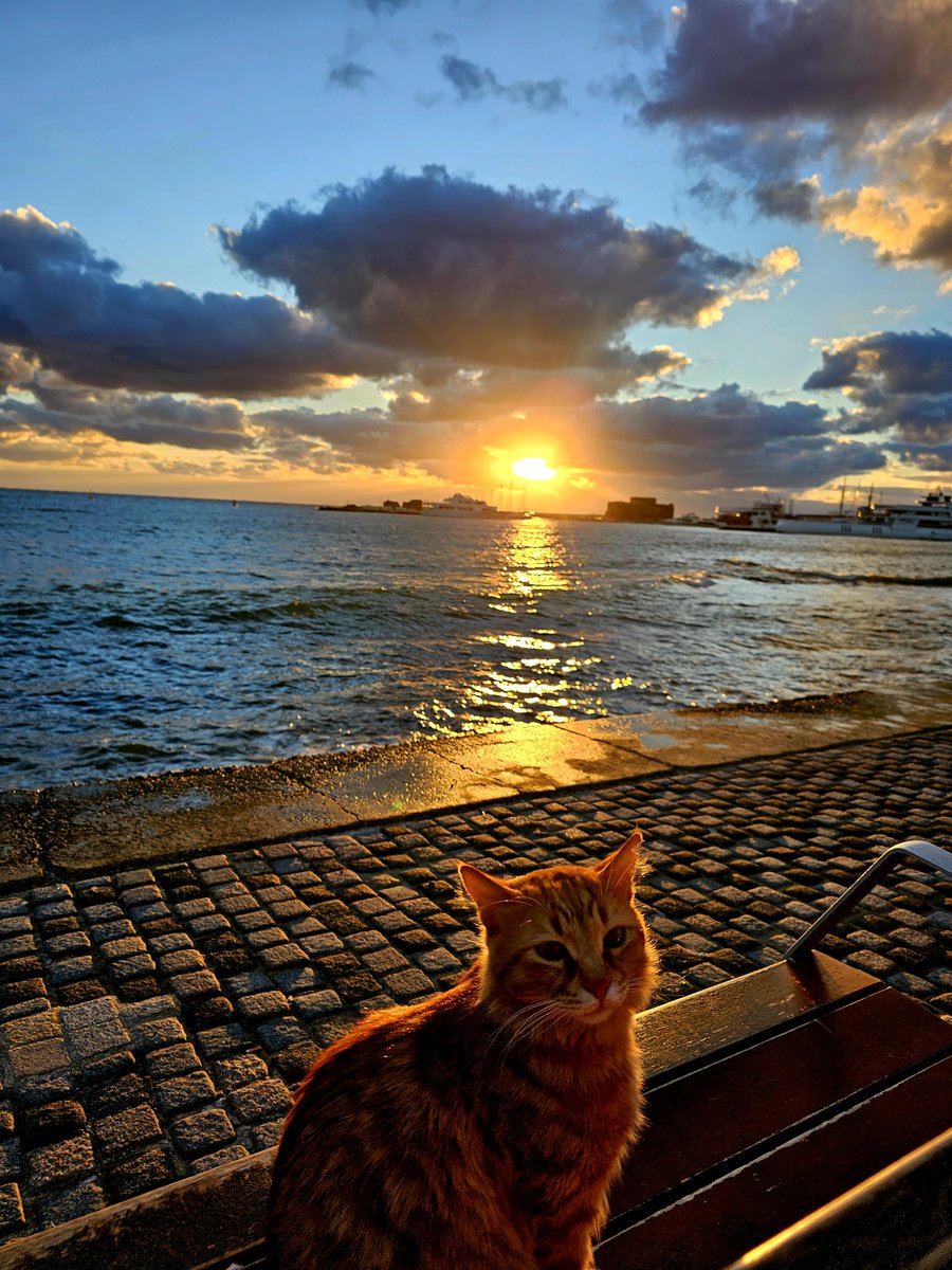 A cat on a bench in Paphos #sunset #Cyprus, image size:900x1200