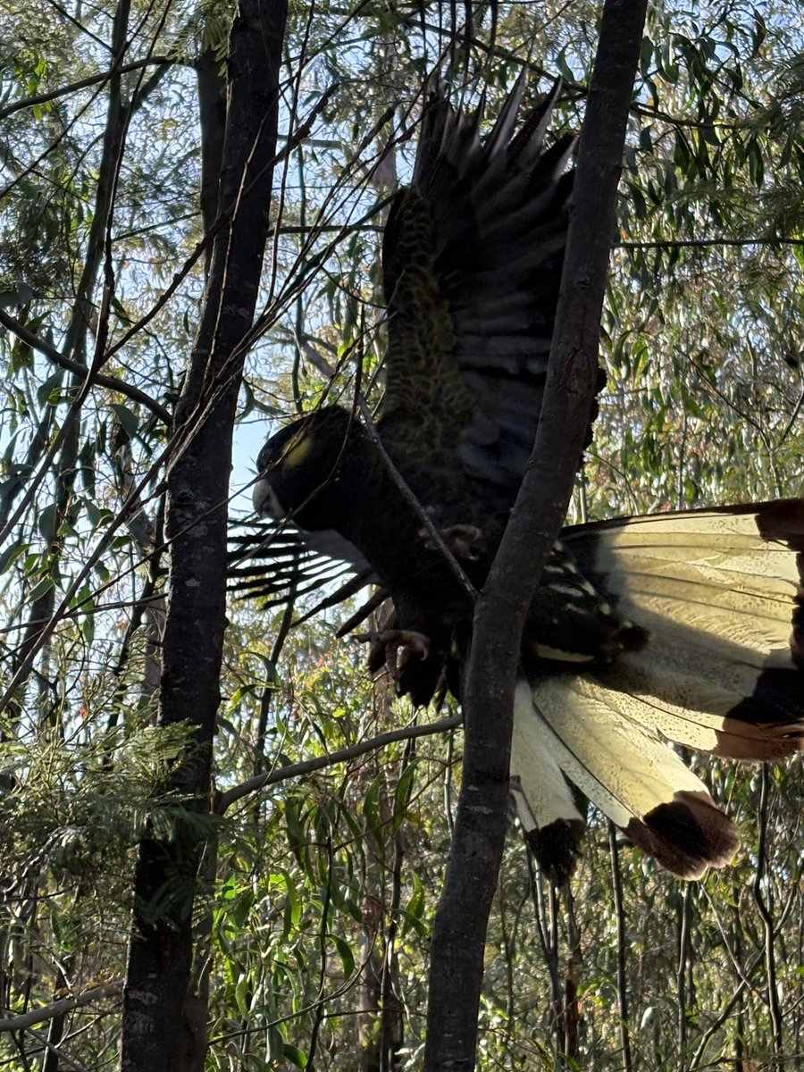 Lyndal Simpson tweet media