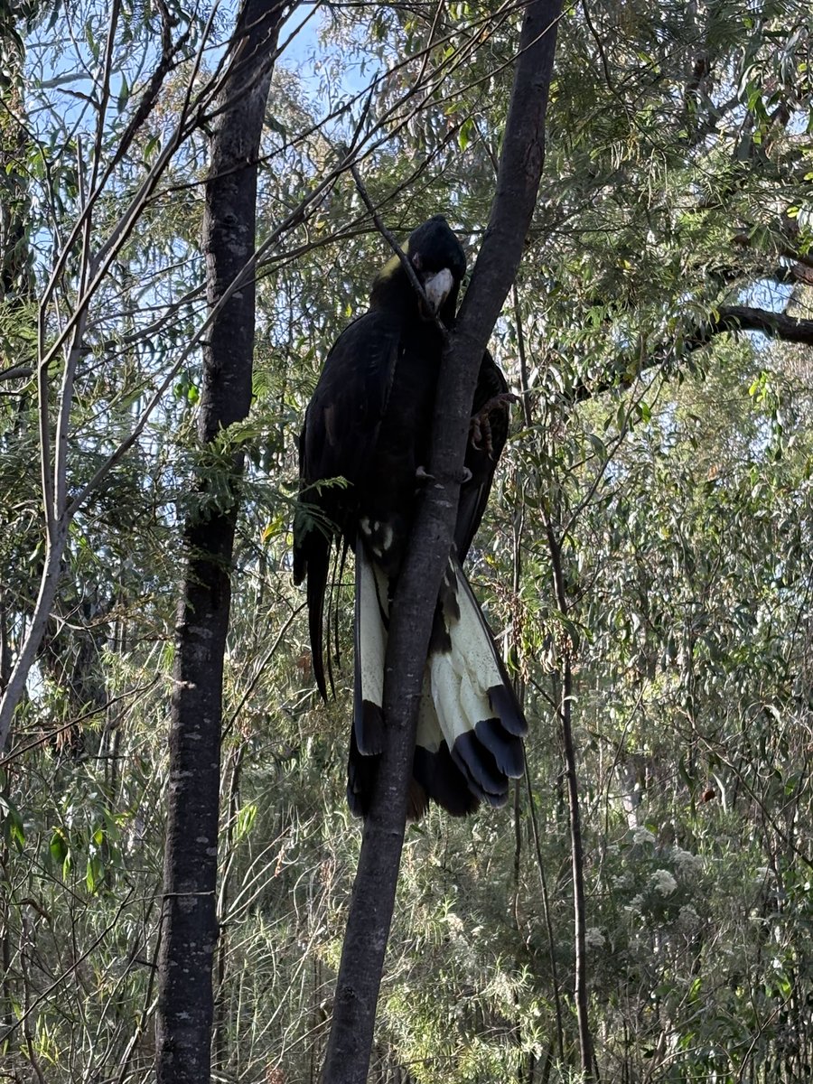 Lyndal Simpson tweet media