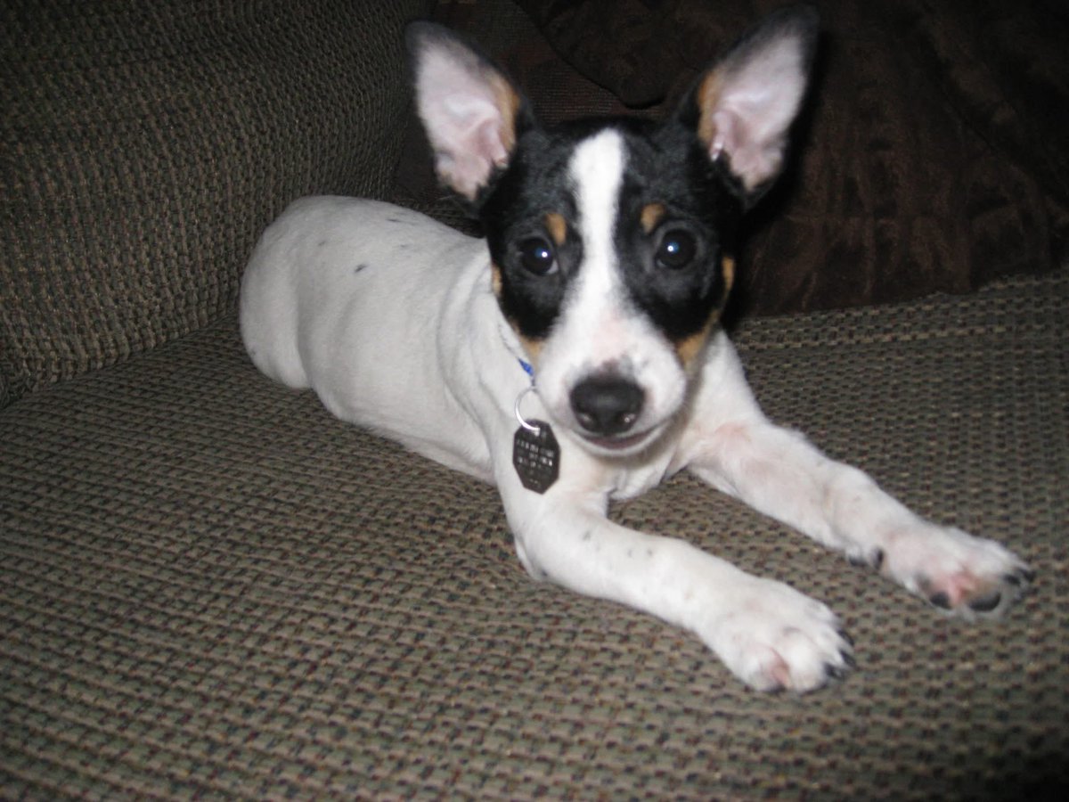 samsey__'s tweet photo. the best first puppy 12 year old me could've asked for, love u forever lil guy https://t.co/F7iTqlpmSY