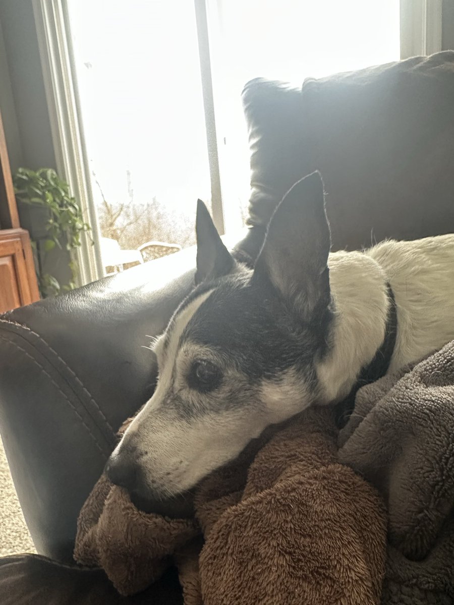 samsey__'s tweet photo. the best first puppy 12 year old me could've asked for, love u forever lil guy https://t.co/F7iTqlpmSY