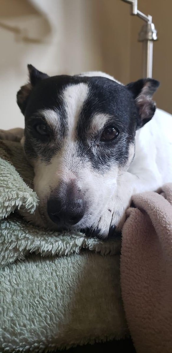 samsey__'s tweet photo. the best first puppy 12 year old me could've asked for, love u forever lil guy https://t.co/F7iTqlpmSY