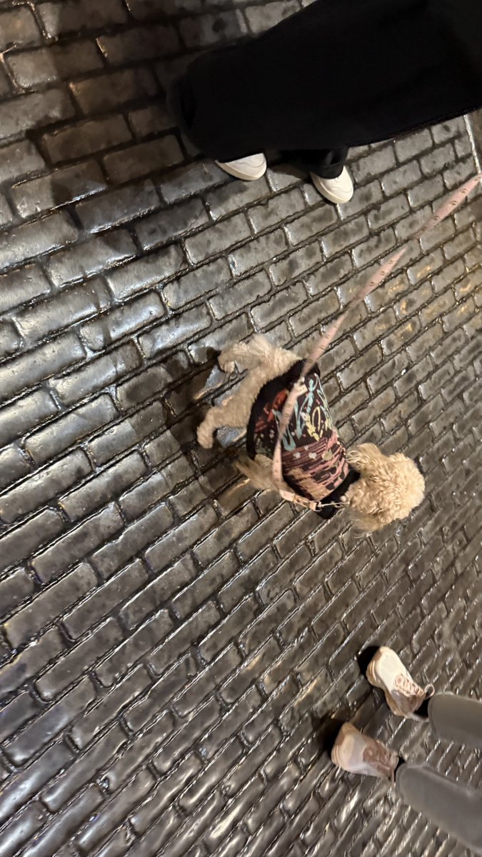 DogsofVegas's tweet image. DogsofVegas