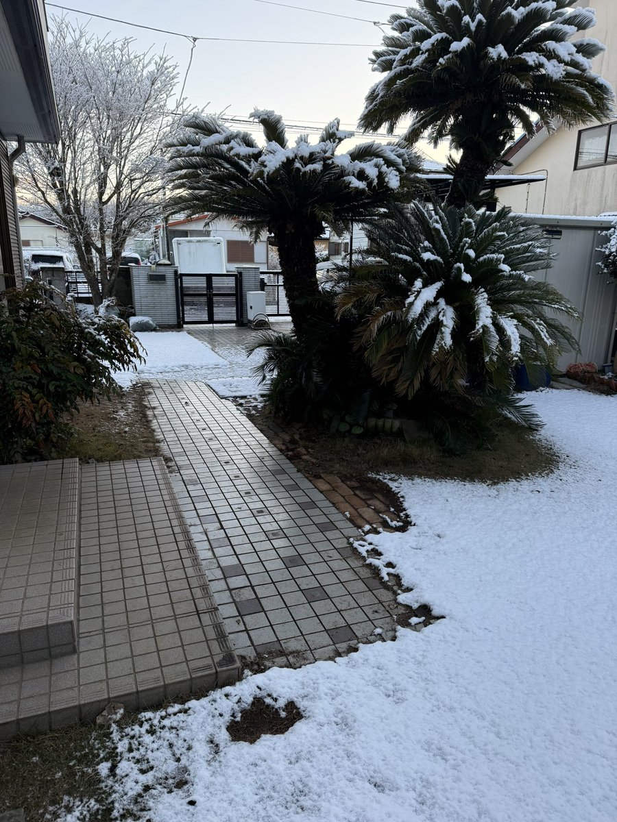 朝起きたら雪積もってた笑