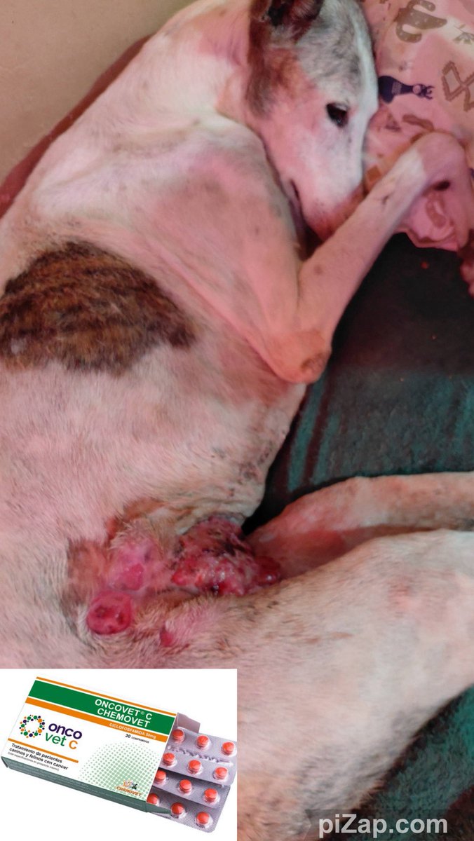Galgo Libre Internacional tweet media