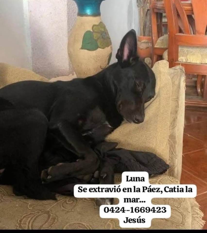 Se busca en Catia La Mar, La Guaira