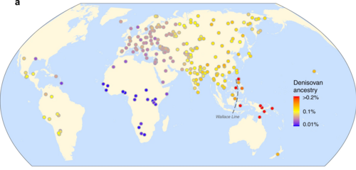 <a href="/RokoMijic/">Roko 🐉</a> Denisovan ancestry among present-day East Asians is at roughly 0,09–0,13%. It peaks among Papuans and Aeta at 2–5%. Europeans have it at 0,01–0,02% via geneflow from Asia.