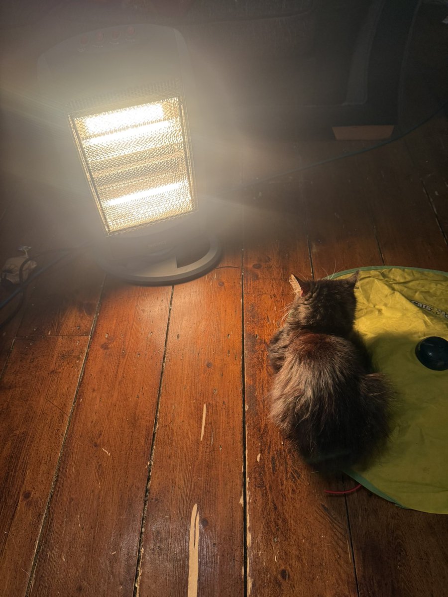 IDDIcs's tweet image. Looked behind me to move my heater closer but she’s using it