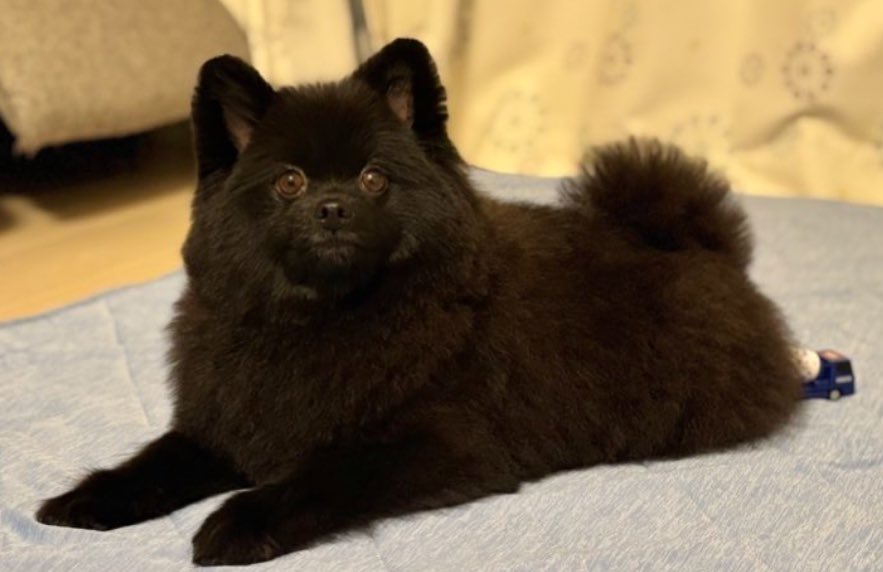 【ポメラニアン クロ】 ポメラニアン ふじみ野店 │ペッツファースト公式サイト