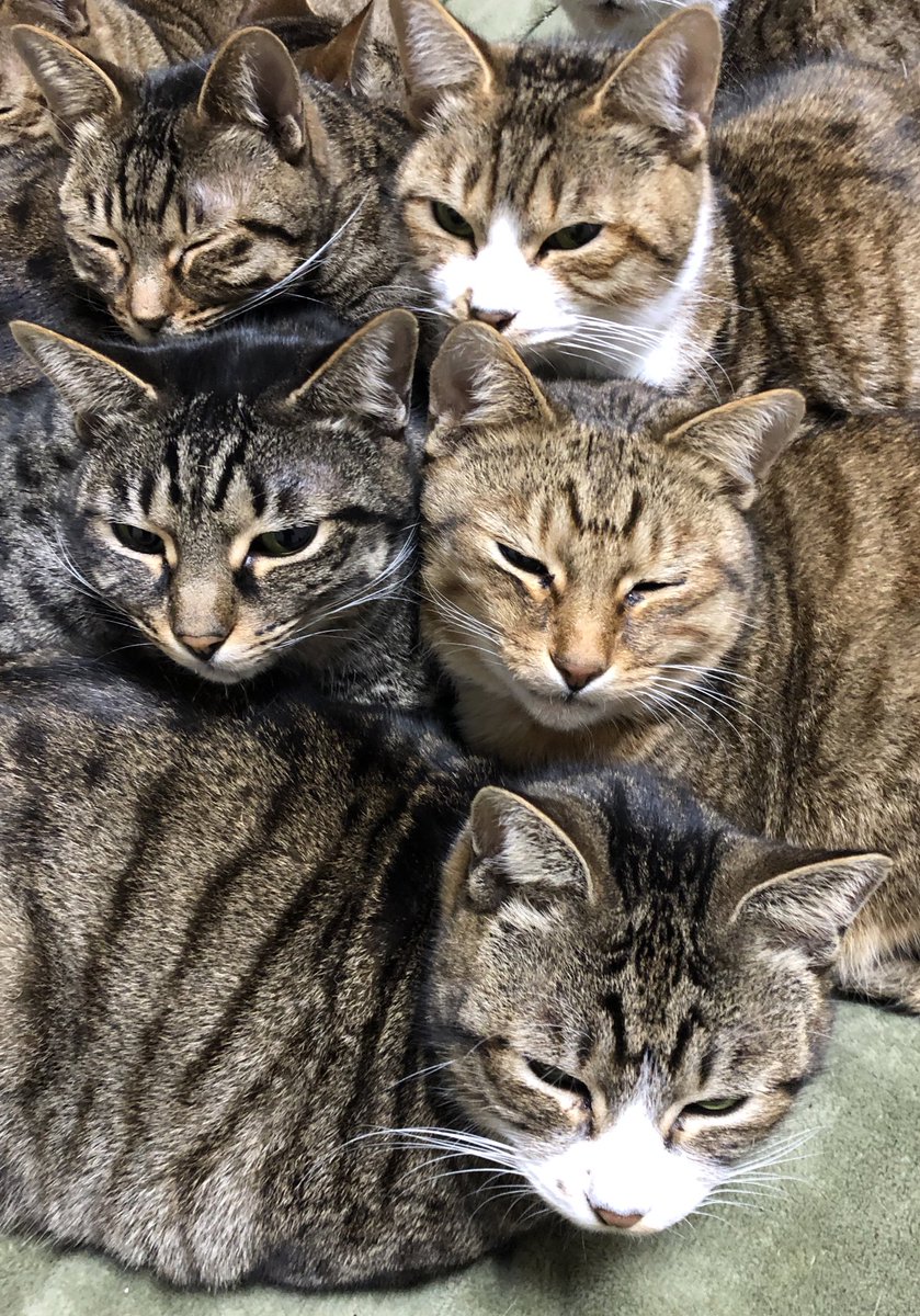 nekodorei50's tweet photo. 明けましておめでとうございます🎍

#新年早々女子会フォト https://t.co/oh8129o6bU
