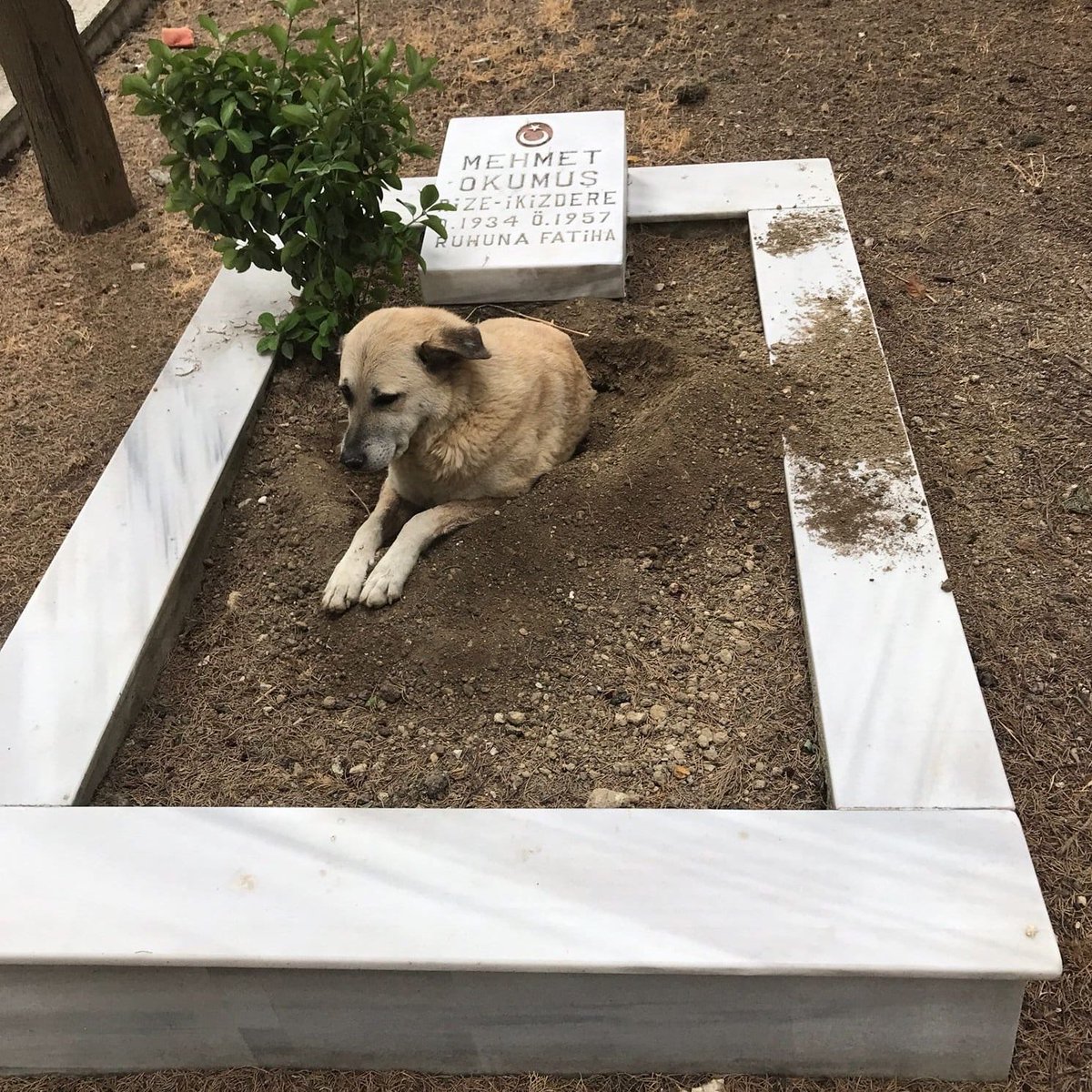 Sen yetim büyümüş şehidine 35 bin lira para veriyorsun, o yine de gidip ülkesi için savaşıyor; yetmiyor, yine de başka yetimler için yardım etmek istiyor.

Senin şehidinin mezarını başıboş it eşeliyor, or*spu çocuğu İBB gidiyor, görsele “yapay zeka” diyor (görsel 2 yıllık).