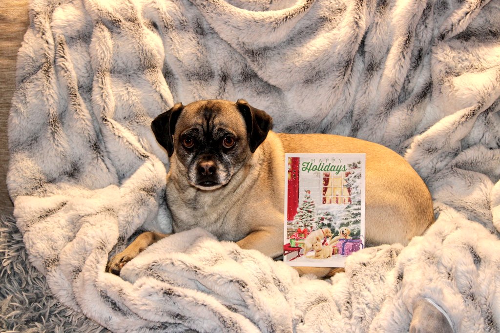 PugnatiousG's tweet image. #Pupmail Thank you Spencer Reid, Natalie Louise, and  mommy @JaniceC45840579 for the lovely card you sent us! We hope you had a wonderful holiday season and we are wishing you a Happy New Year! Love you dear hearts; ❤️
#DarlingDuggie #Holidays2025
#DogsOfX #DogsOfTwitter