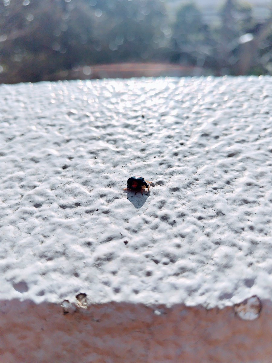 there836's tweet image. 36 #morning #ladybug