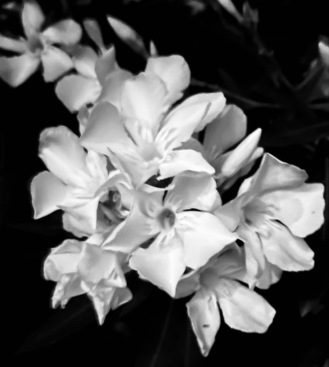 Olaf Melsen tweet media